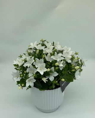 Campanula ‘White’ – jemná elegancia pre váš domov! Táto krásna rastlina s množstvom bielych kvetov rozžiari každý interiér...