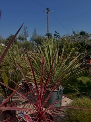 🌿 Rastliny, ktoré robia domov domovom 🌿 Zeleň nie je len doplnok. Je to kúsok prírody, ktorý prináša harmóniu, pokoj a...