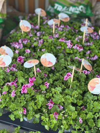 Jar klope na dvere a s ňou aj nové kvetinové poklady! Príďte si vybrať z čerstvého jarného tovaru #gardening #garden...