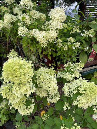 Dážď priniesol záhrade to, čo najviac potrebovala – poriadnu dávku prirodzenej vlahy. Rastliny sa krásne prebrali, listy...