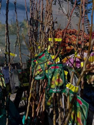 🍎 Veľký výber ovocných stromčekov v našom záhradníctve! 🌳 Dorazila čerstvá zásielka – jablone, hrušky, čerešne, slivky a...